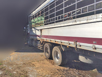 ISUZU Giga Cattle Transport Truck KL-CYM51V4Z 2003 383,108km_4