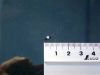 HINO Dutro Safety Loader TKG-XZU722M 2018 191,700km_38