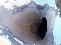 ISUZU Forward Mixer Truck QDG-FVZ34U2 2013 189,000km_22