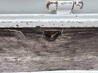 HINO Dutro Truck (With 4 Steps Of Cranes) BKG-XZU344M 2010 115,548km_40