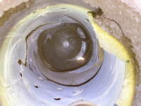 ISUZU Elf Mixer Truck 2RG-NKR88N 2020 98,694km_9