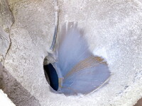 ISUZU Elf Mixer Truck TPG-NKR85N 2018 125,861km_6