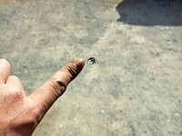 HINO Profia Refrigerator & Freezer Truck 2DG-FR1EHG 2021 453,000km_37