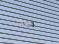 ISUZU Forward Aluminum Wing TKG-FRR90S2 2016 400,000km_38