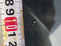 HINO Profia Trailer Head 2DG-SH1EDGG 2020 247,949km_37