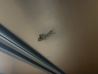 ISUZU Elf Aluminum Van TRG-NPR85AN 2016 183,000km_36