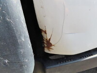 MITSUBISHI FUSO Canter Deep Dump 2PG-FDA60 2020 10,000km_14